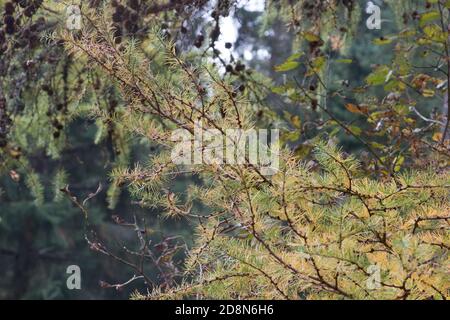 Larch tree branches, Larix decidua,  turning gold in Autumn Stock Photo
