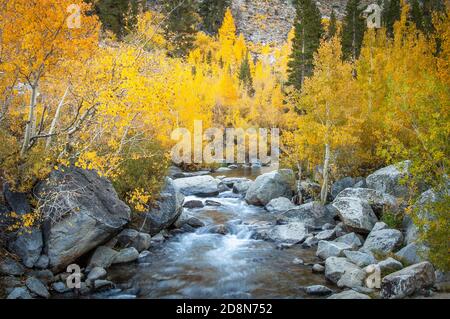 Yellow Aspen trees along a stream in the autumn. Stock Photo