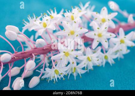 stem of plant covered with white flowers lies on a blue turquoise fabric towel, concept summer, vacation. macrophotography Stock Photo