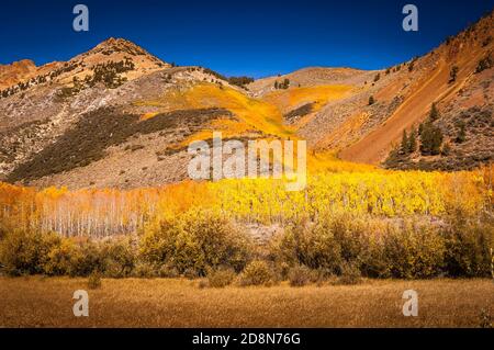 Brilliant autumn colors on a mountainside in Owens Valley, California. Stock Photo