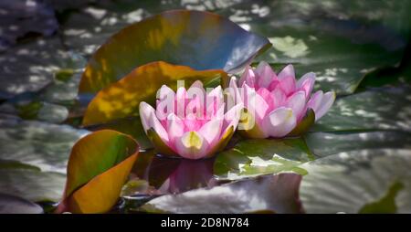 Two pink waterlilies (Nymphaeaceae) in pond among big green leaves with dappled shade and sunlight in summer Stock Photo