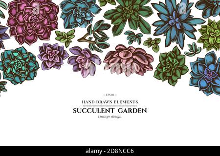 Floral design with colored succulent echeveria, succulent echeveria, succulent Stock Vector
