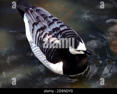 Barnacle goose (Branta leucopsis), a medium-sized goose, with largely black plumage. Legends said they were fish, and spawned from the goose barnacle. Stock Photo