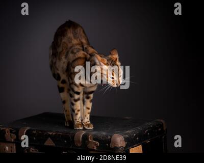 Portrait of a Bengal Cat with an old Suitcase Stock Photo