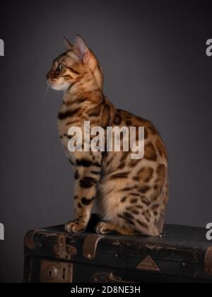 Portrait of a Bengal Cat with an old Suitcase Stock Photo