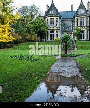 Gingko tree in autumn in a landscaped garden Stock Photo