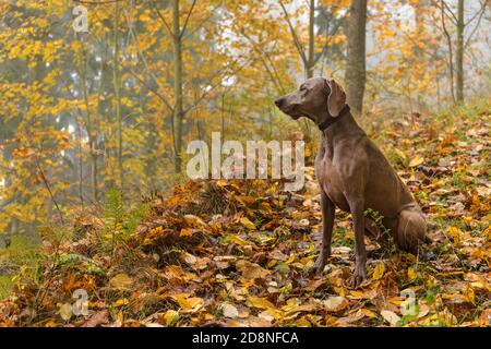 Wet Weimaraner in the autumn forest. Hunting dog on the hunt. Gray dog. Hunting dog breed. Stock Photo