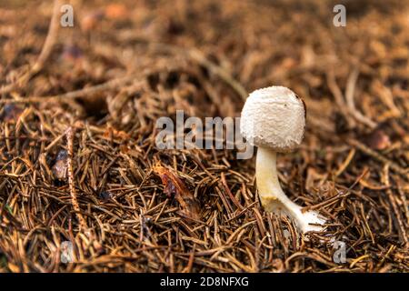 Young Parasol mushroom (macrolepiota procera) growing in forest. Edible mushroom. Stock Photo