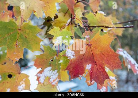 Autumn leaves under snow on trees, close-up, natural background. High quality photo Stock Photo