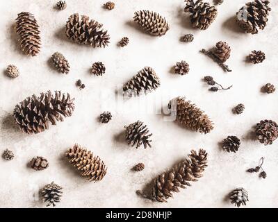 Collection of various conifers cones. Christmas set various cones of sequoia, pine, spruce, fir on brown background. Botanical evergreen flat lay. Stock Photo