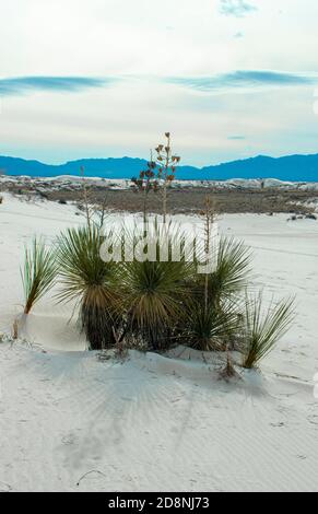 Desert plant growing in gypsum, white sands national park New Mexico. Stock Photo