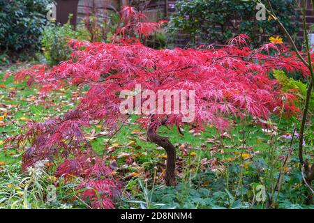 Acer palmatum Dissectum Garnet Japanese maple in autumn Stock Photo