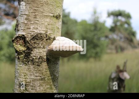a birch polypore at a white birch stem in a forest in autumn with a green background Stock Photo
