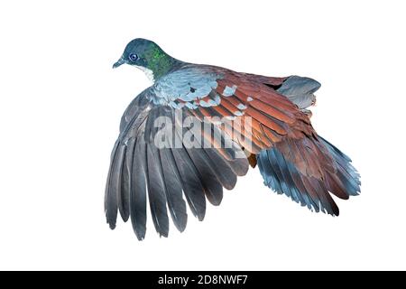 Gray capped emerald dove, also called  grey-capped emerald dove or green dove and green-winged pigeon. Wings spread and isolated on white background. Stock Photo