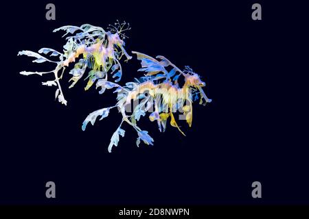 Two Leafy sea dragon (Phycodurus eques). The leaf-like protrusions serve as camouflage. Stock Photo