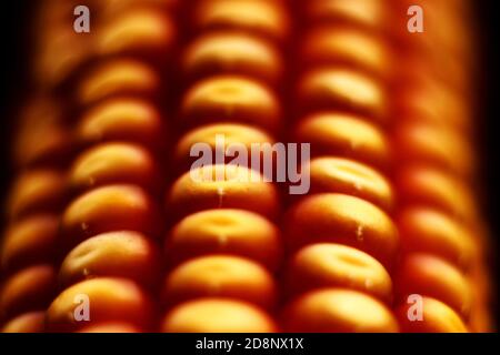 Corn detail - extreme close up Stock Photo