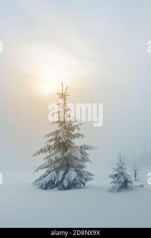 Fir trees under the snow. Christmas view. Fabulous winter landscape. Color toning Stock Photo