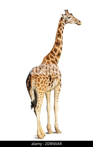 Giraffe standing, back view looking over shoulder, isolated on white background Stock Photo