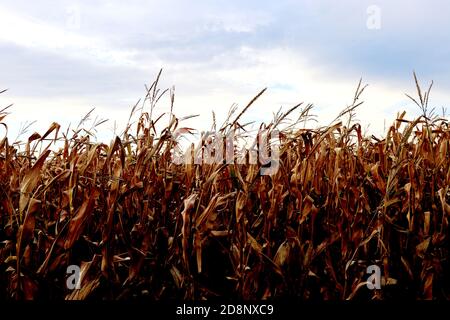 Dried corn field background - close up Stock Photo