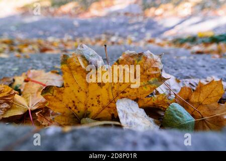 Autumn leaves on concrete stairs Stock Photo