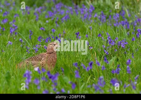 Female pheasant [ Phasianus colchicus ] in Bluebells Stock Photo