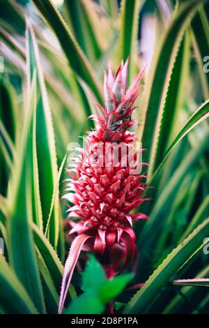 Wild red pineapple growing in South American park Stock Photo