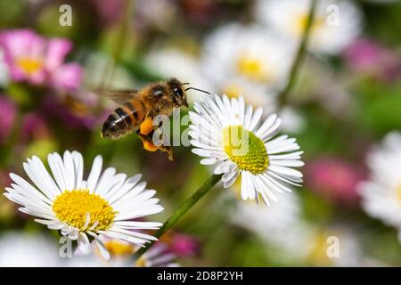 Honey bee laden with pollen hovering around Rock daisies [ Erigeron sp ] Stock Photo