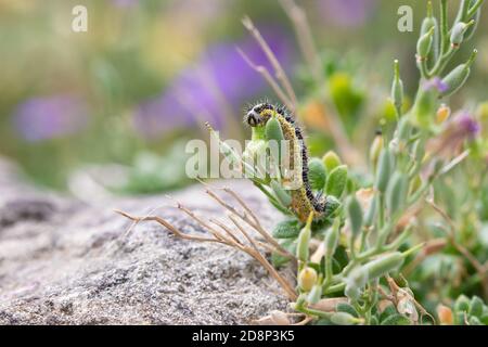 Caterpillar of the Large white Butterfly [ Pieris brassicae ] Stock Photo