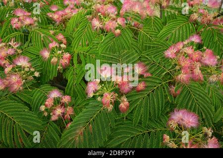 delicate beautiful pink flowers on a background of green leaves Stock Photo