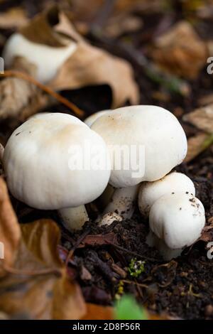 Agaricus xanthodermus Stock Photo