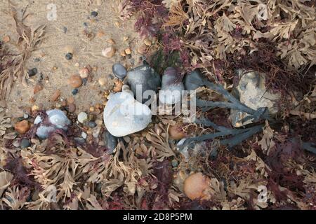 close up of seaweed stones pebbles shells in a rock pool on a beautiful sandy beach in Norfolk East Anglia England, bird's eye view Stock Photo
