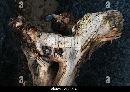 Close up view of large dry piece of ancient wooden brown textured old driftwood on a sandy beach, lodged between grey granite rock face in Norfolk UK Stock Photo