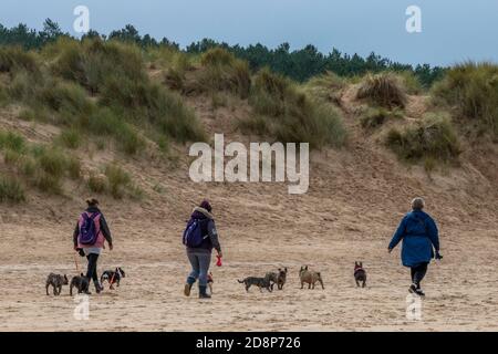 three ladies or women walking a number of lots of dogs on the beach at holkham in north norfolk on the coast. Stock Photo