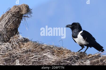 A  pied crow (Corvus albus) surveys the worls  from the thatched roof of a Maasai house. Sanya Juu, Boma Ngombe, Tanzania. Stock Photo