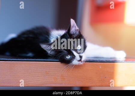 tiny black and white kitty lying and watching at the camera Stock Photo