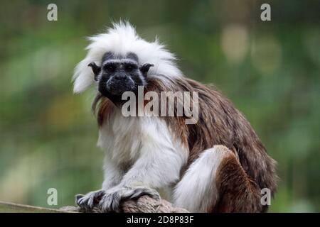 A Cotton Top tamarin, Saguinus oedipus. Cape May County Zoo, New Jersey, USA Stock Photo