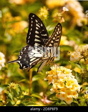 Extreme close-up of an asian swallowtail butterfly. Stock Photo
