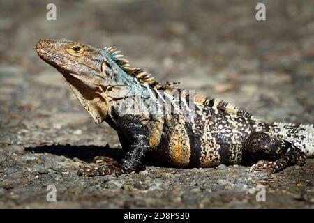 Green iguana - Iguana iguana  also known as the American iguana, is a large, arboreal, mostly herbivorous species of lizard of this genus. Stock Photo