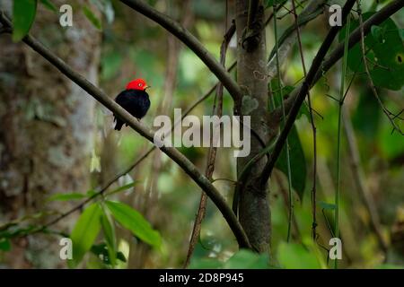 Red-capped manakin - Ceratopipra mentalis  bird in the Pipridae family. It is found in Belize, Colombia, Costa Rica, Ecuador, Guatemala, Honduras, Mex Stock Photo