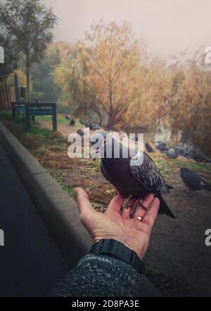 Close up male hand holding a single feral pigeon from a flock in the autumn park, feeding a courageous and hungry bird. Curious wild dove search for f Stock Photo