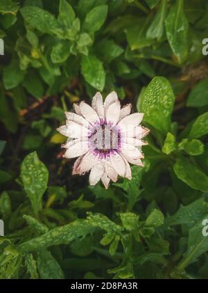 Close up of blooming white aster in the garden against natural vibrant green leaves background. Dew drops on the soft petals after rain. Beautiful aut Stock Photo