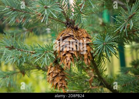 Douglas fir, pseudotsuga menziesii, coniferous tree, cones on branches Stock Photo