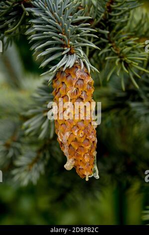 brown long conifer cones with drops of resin on the tree branches Stock Photo