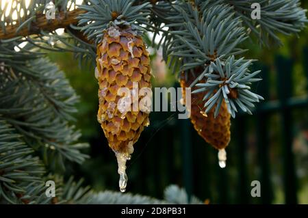 brown long conifer cones with drops of resin on the tree branches Stock Photo