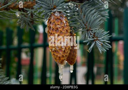 brown long conifer cones with drops of resin on the tree branches Stock Photo