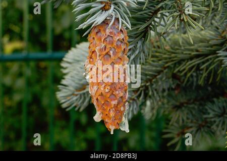 brown long conifer cones with drops of resin on the tree branches Stock Photo
