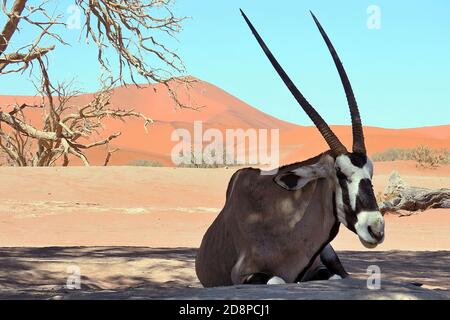 A lone Gemsbok, or South African Oryx (Oryx gazella) in the desert sands around Deadvlei, in the Namib-Naukluft National Park, Erongo, Namibia. Stock Photo