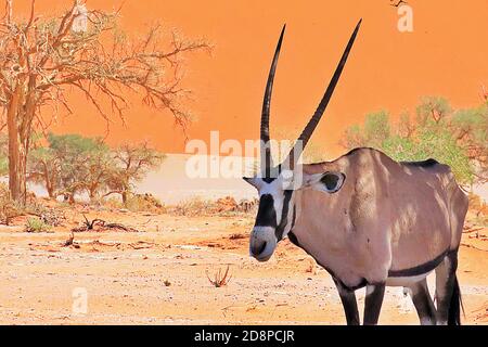 A lone Gemsbok, or South African Oryx (Oryx gazella) in the desert sands around Deadvlei, in the Namib-Naukluft National Park, Erongo, Namibia. Stock Photo
