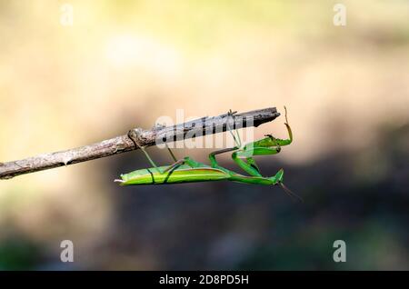 green praying mantis on a stick Stock Photo