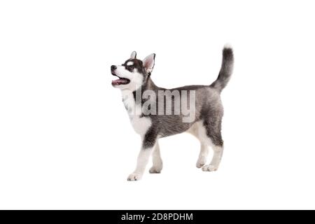 3 sales month husky